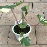山野草・高山植物の販売店【花育通販】ツワブキの苗を販売