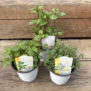 ティーハーブセット