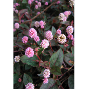 多年草（宿根草）の苗販売店「花育通販」ヒメツルソバの花
