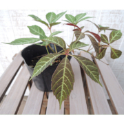 ヘンリーヅタの苗【花育通販】多年草・宿根草の販売店