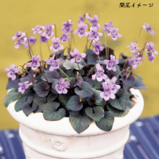 宿根ビオラ・ラブラドリカの苗を販売【花育通販】 宿根草・多年草の販売店