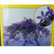 カンパニュラ「アルペンブルー」の苗【花育通販】