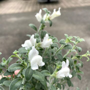 金魚草 アールグレイの苗