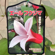 クレマチス　エールフクシマを販売
