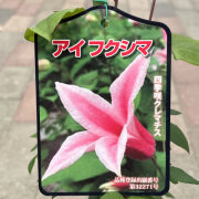 クレマチス苗　花苗　多年草　宿根草　苗　フスカ　バーシーカラー クレマチス（多年草・宿根草）苗の販売店【花育通販】