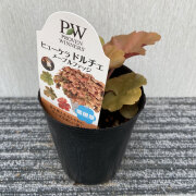 ヒューケラ（ツボサンゴ）　ドルチェ　メープルファッジの苗