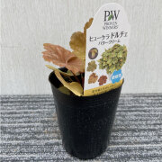 ヒューケラ（ツボサンゴ）　ドルチェ　バタークリームの苗