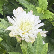 細葉系矮性秋名菊（シュウメイギク）の苗　初恋ベール