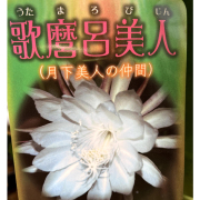 孔雀サボテン・歌麿呂美人（ウタマロビジン）