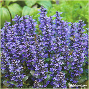 秋・冬・早春の花苗（多年草・宿根草）を販売