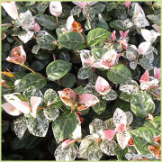 秋・冬・早春の花苗（多年草・宿根草）を販売