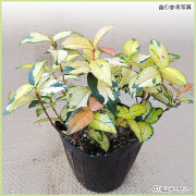 秋・冬・早春の花苗（多年草・宿根草）を販売