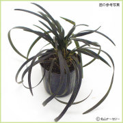 秋・冬・早春の花苗（多年草・宿根草）を販売