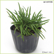 秋・冬・早春の花苗（多年草・宿根草）を販売
