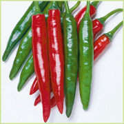 ピーマン・パプリカ・ししとう・唐辛子（トウガラシ）など家庭菜園用の野菜苗の販売店