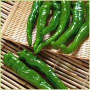 ピーマン・パプリカ・ししとう・唐辛子（トウガラシ）など家庭菜園用の野菜苗の販売店