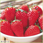 苺（イチゴ・いちご）苗の販売店