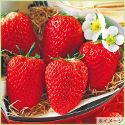 いちご苗ビックハニー３寸70個セット　専用出品！ いちご苗ビックハニー3寸70個セット 専用出品！ いちご苗ビックハニー3