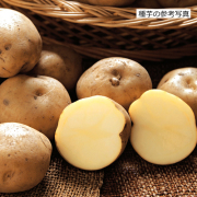 家庭菜園用のジャガイモ（じゃがいも）の種芋を販売
