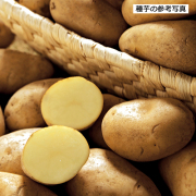 家庭菜園用のジャガイモ（じゃがいも）の種芋を販売