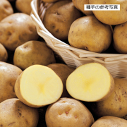家庭菜園用のジャガイモ（じゃがいも）の種芋を販売