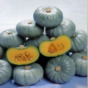 家庭菜園野菜苗の販売店【花育通販】南瓜（かぼちゃ・カボチャ）の苗を販売