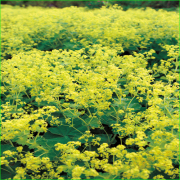 花苗(宿根草・多年草)の販売店「花育通販」