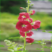 花苗(宿根草・多年草)の販売店「花育通販」