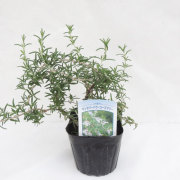 ハーブ（香草）の販売店【花育通販】　ローズマリー（ サンタバーバラ）