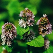 ハーブ（香草）の販売店【花育通販】 オレンジミント