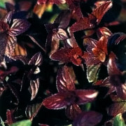 ハーブ（香草）の販売店【花育通販】 オレンジミント