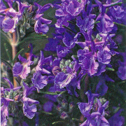 ハーブ(香草）の販売店「花育通販」ローズマリー（ディープブルー）