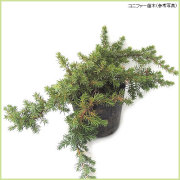コニファー（針葉樹・常緑樹）苗木の販売店