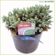 コニファー（針葉樹・常緑樹）苗木の販売店