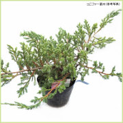 コニファー（針葉樹・常緑樹）苗木の販売店