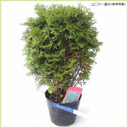 コニファー（針葉樹・常緑樹）苗木の販売店