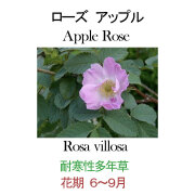 ハーブの苗　ローズアップル