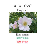 ローズ　ドッグ
