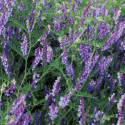 種（タネ）の販売店【花育通販】景観用植物「ウィンターベッチ」の種（タネ）