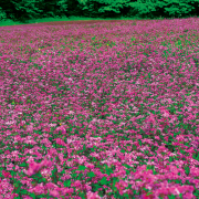 種（タネ）の販売店【花育通販】景観用植物「赤花そば・高嶺ルビー Neo」の種（タネ）