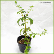 ハーブ（香草）の苗を販売
