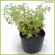 ハーブ（香草）の苗を販売