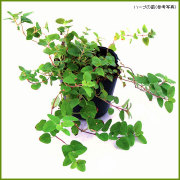 ハーブ（香草）の苗を販売