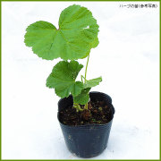 ハーブ（香草）の苗を販売