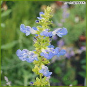 多年草・宿根草の販売店【花育通販】 ガーデンマム他