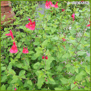 ハーブ（香草）苗の育て方