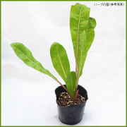 ハーブ（香草）の苗を販売