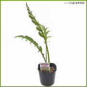 ハーブ（香草）の苗を販売