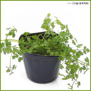 ハーブ（香草）の苗を販売