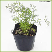 ハーブ（香草）の苗を販売
